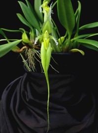Bulbophyllum fascinator fma. aureum ‘Green Dragon’ HCC/AOS 78 pts.
